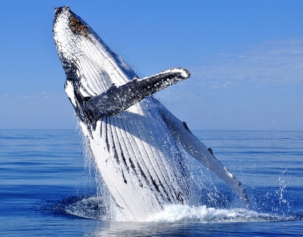 Humpback Whale Breach